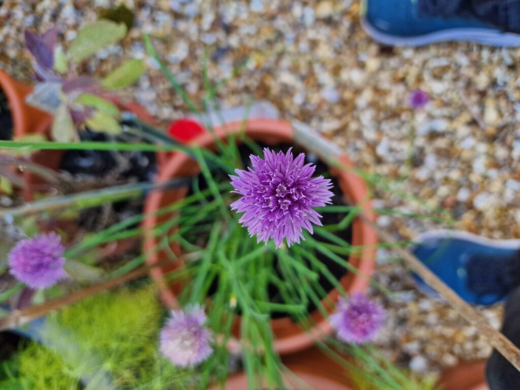 Flower in Pot