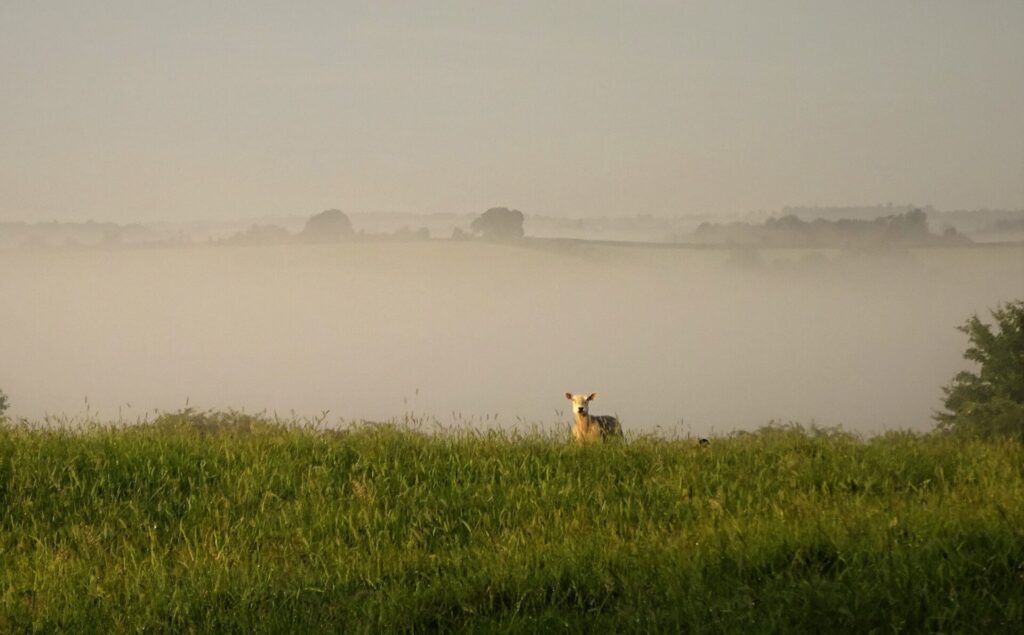 Sheep in mist
