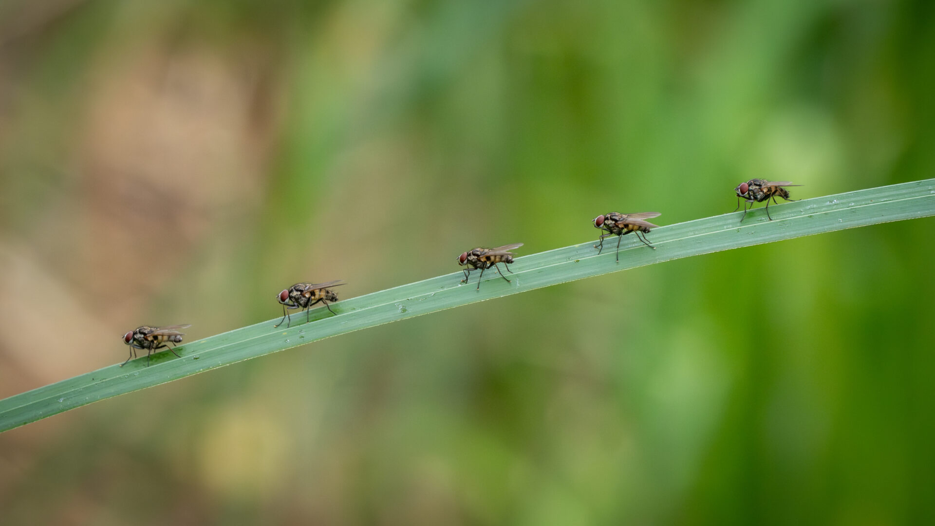 Fly line up