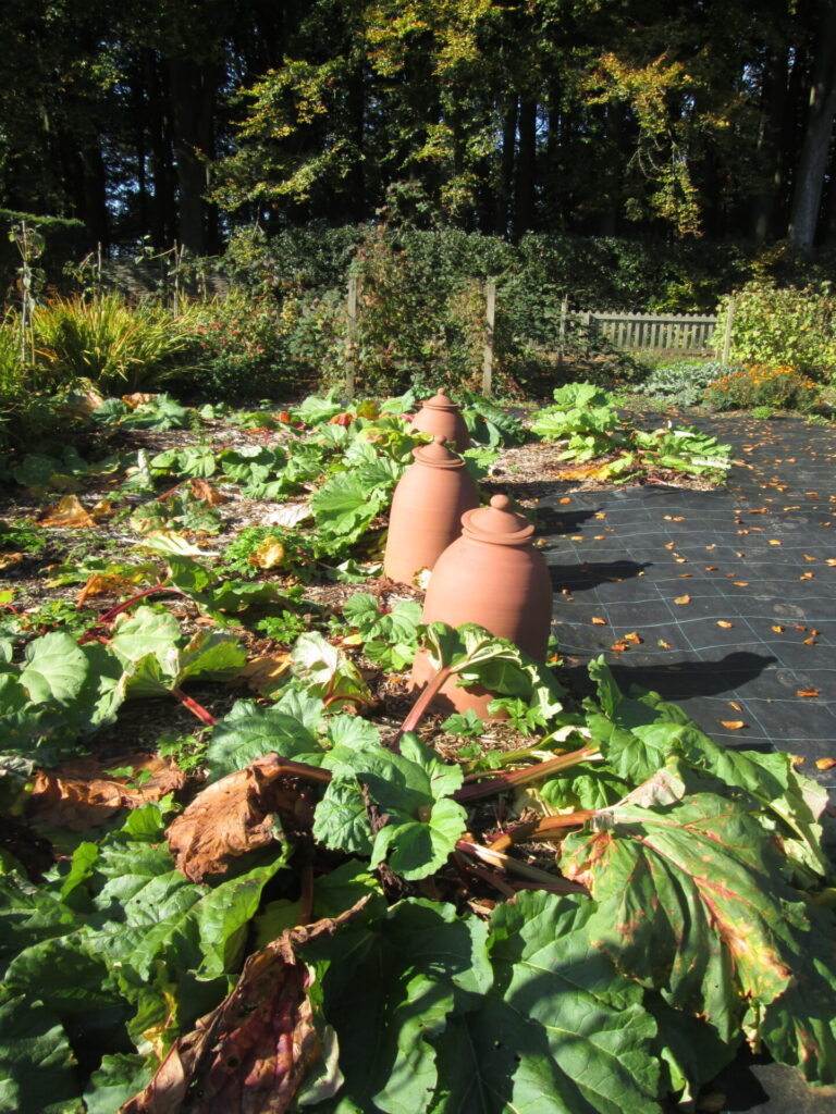 Rhubarb